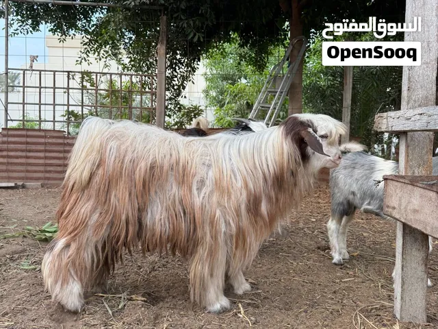 تيس رحبي فلقه توم