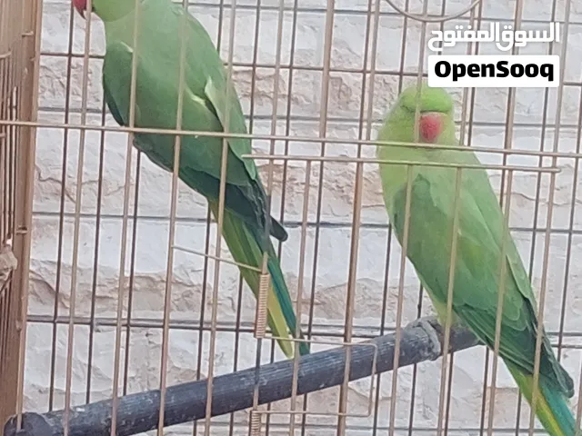 ببغاء درة جوز