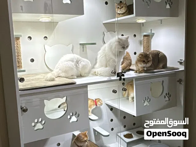 بيوت قطط وكلاب بأحجام مختلفه صنع محلي  cat and dog houses