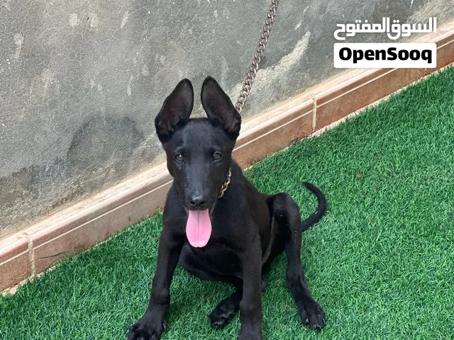 جرو مالينواه عمر شهرين ونص مطعم بكتيبه
