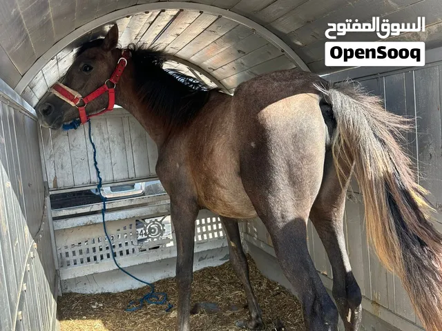 مهره راس حلو