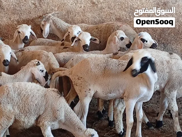 صردي سطات لي خاصو شي حاجا يتصل علي الارقام الظاهرة