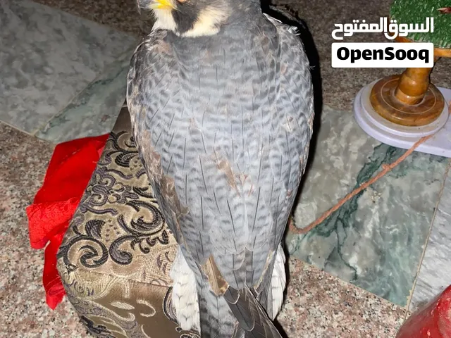 متوفر جميع انواع الصقور للتواصل خاص