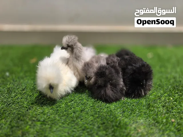 دجاج سلكي امريكي 3 الالوان 6 حبات متبقية سعر تنافسي