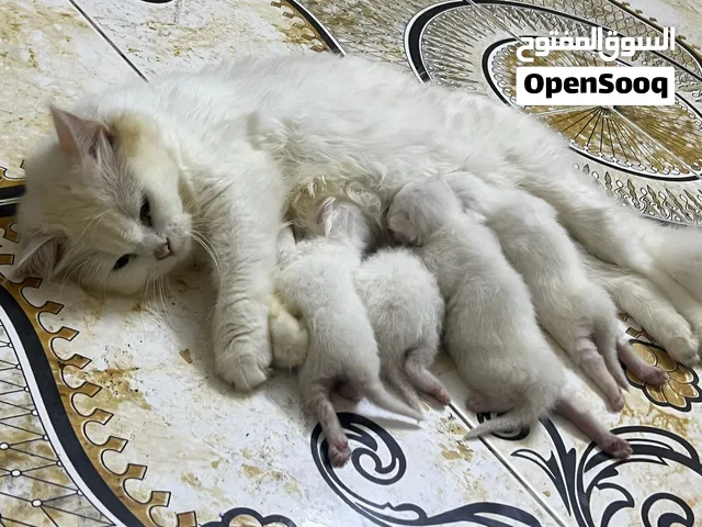 قطط شيرازيات لطيفات