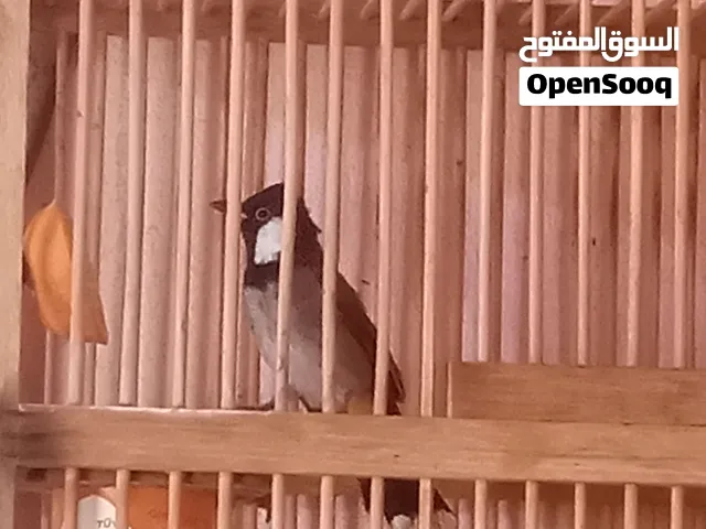 بلبل للبيع