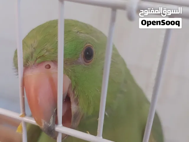 Parrot for sale, King Faisal District Riyadh