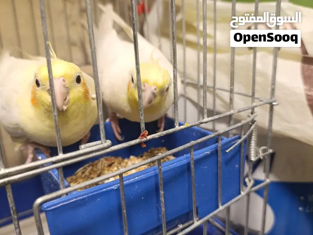 جوز كوكتيل لاتينو عيون حمرة