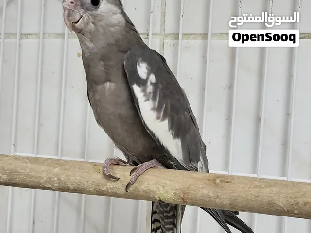 كوكتيل وايت فيس بسعر 20دينار للحبتين