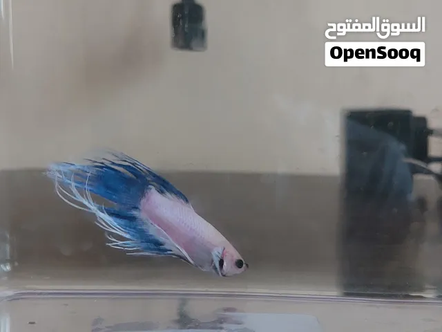 Fight or betta fish male and female available