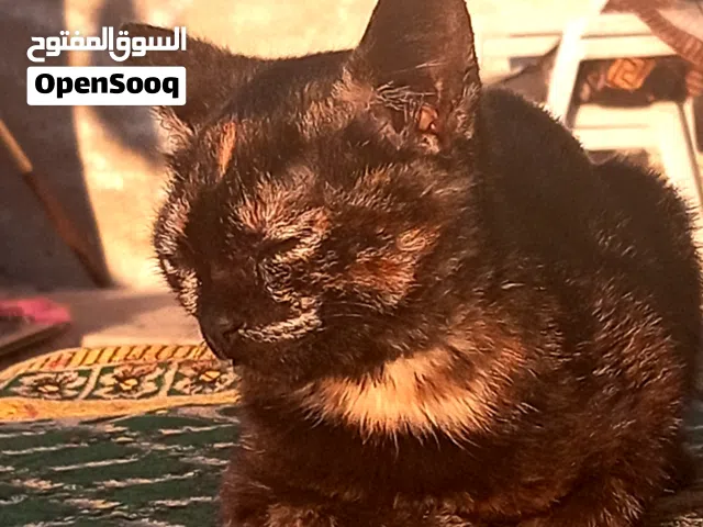 قطه نوع مكس او شرازي كالكو اومايسما بلفارسي العمر من 5الى 10