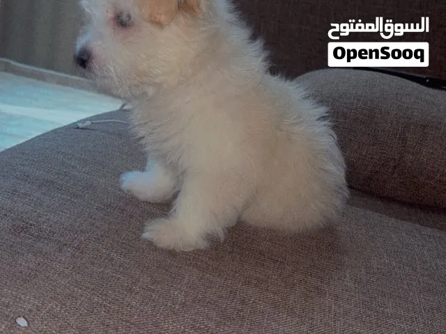 جرو جريفون ألماني للبيع