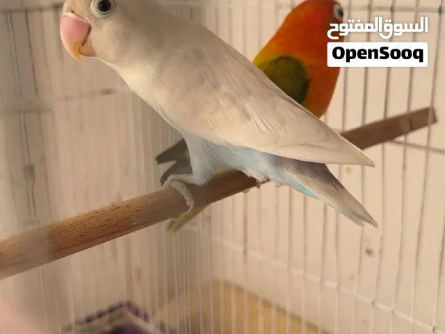 كوبيا فيشر للبيع