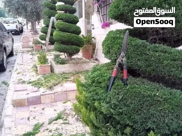 زراعة شجر للفلل والقصور متابعة شهرية رش أدويه مبيدات تسميد شجر قص شجر تزيين جولد ستار حفر برميل زرب