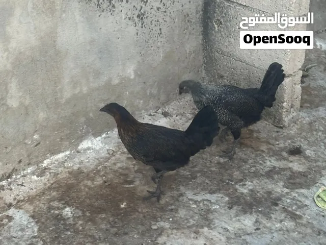 دجاجتين بلدي الصحة ممتازة العمر 6شهور