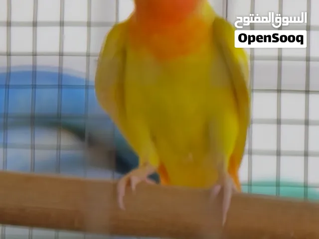 طيره روز مميزه جدا