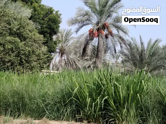 حشيشه جديد ناعمه للبيع