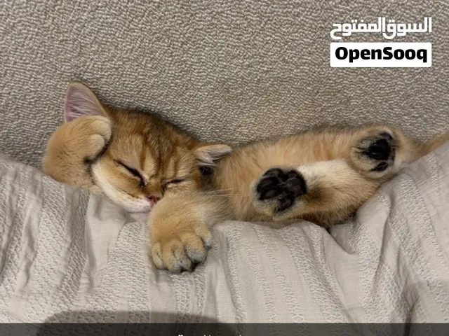 قطة سكوتش ستريت NY11