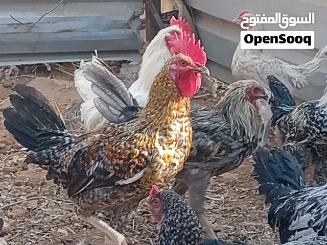 ديوك بلديه للبيع