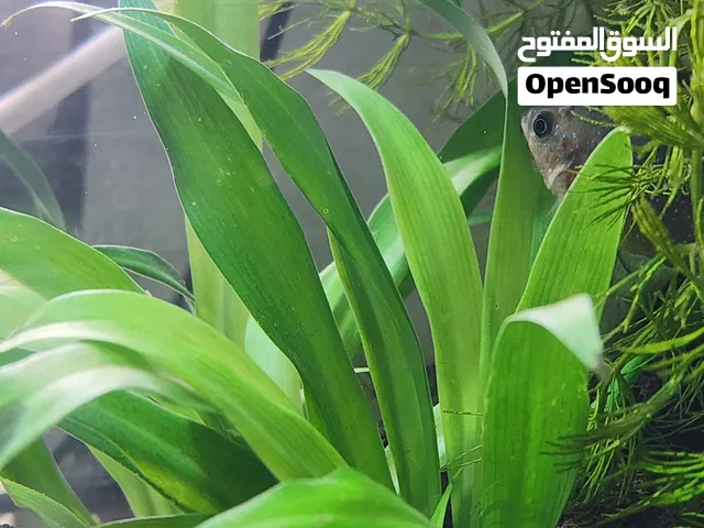 نبات العنكبوت المائي