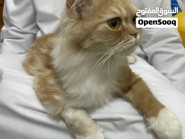 قطه بوني معه أبيض وتحب اللعب وا أليفه جدن جدن