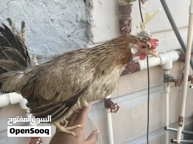 للبيع دجاج عربي قديم ترثه