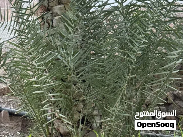 للبيع صرم خلاص
