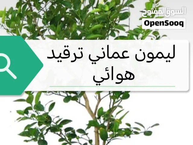 عرض خاص شتلات الليمون العماني