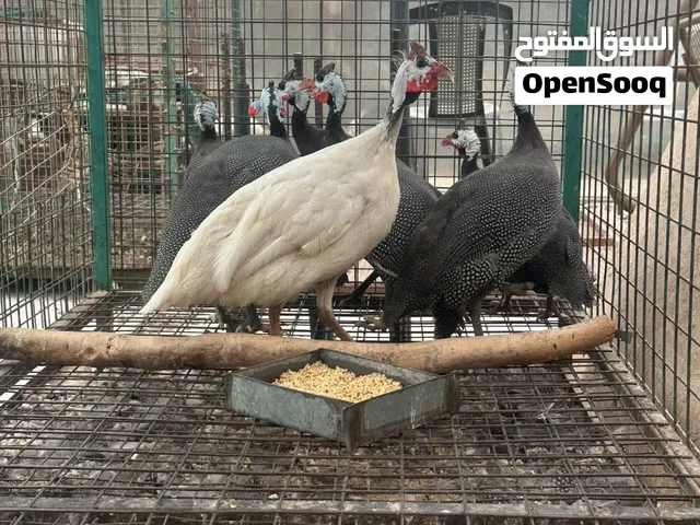 للبيع دجاج غيني فرعوني – ذكر و6 إناث – مجموعة مميزة للتربية والإنتاج