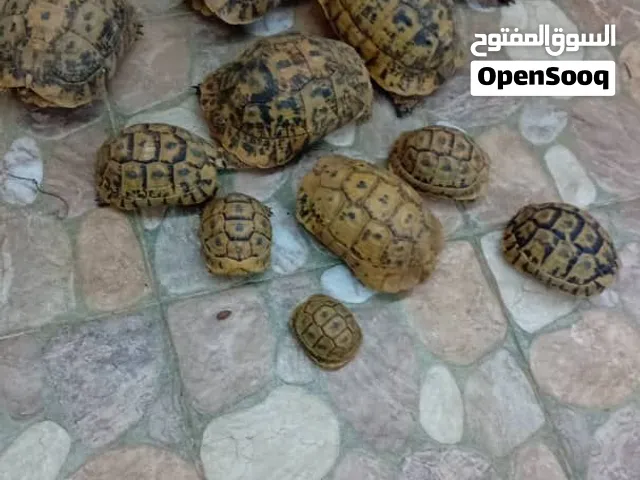 سلاحف للبيع