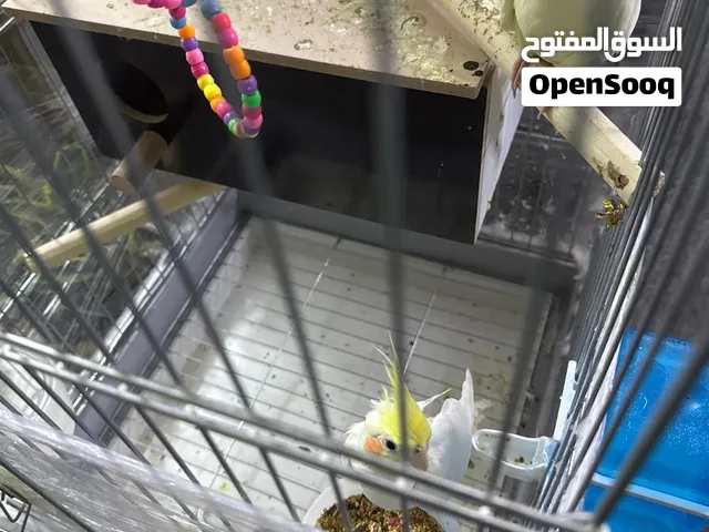 بيع زوج كوكتيل مع القفص