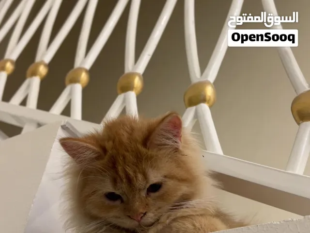 قطه شيرازيه في سن الزواج وجميله وهاديه وبصحه ممتازه العمر سنه *ملاحظه ايضاً يوجد قط ذكر نفس اللون