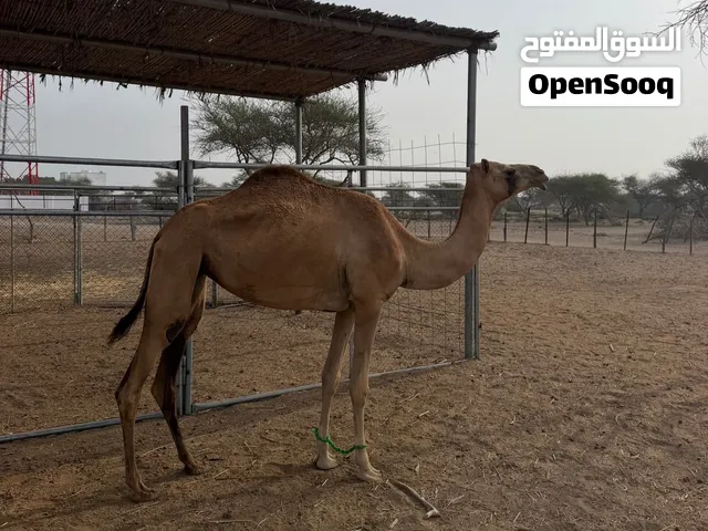 بكره للبيع