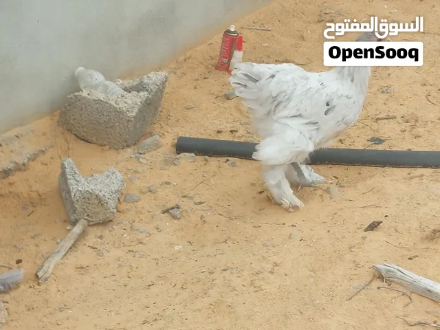 تلاته دجاجات برهما وفروج للبيع