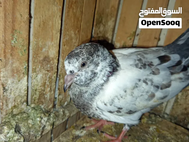 الله اكبر منطي شبرا الخيمه  بيكلو لوحدهم كلهم