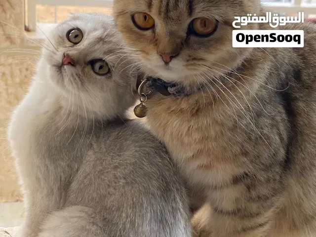قطط سكوتش فولد