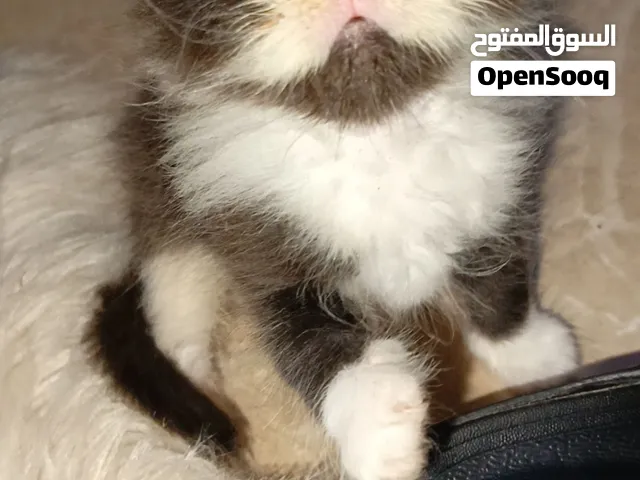 Healthy & Playful Persian Chinchilla Kittens (2 Males, 2 Female) – 5 Weeks Old
