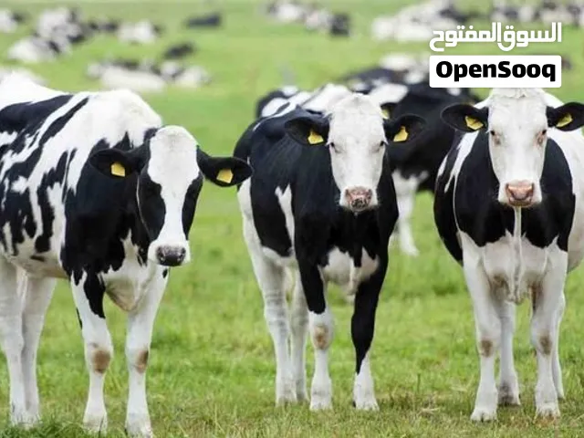 بكاكير شكر Freemartin لحم للبيع
