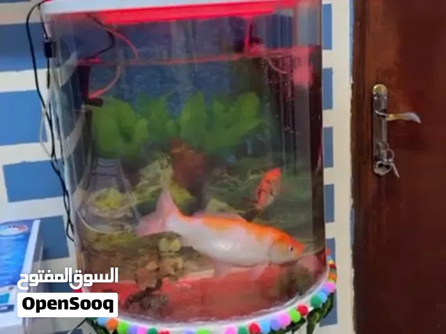 Fish with tank for sale very good condition with all equipment