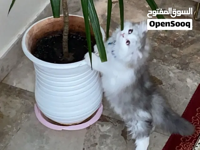 قطه انتى شيرازي هيمالايا العمر شهرين للبيع بالقفص و اللتر بكس إمتاعها و صحتها و كل شي ربي يبارك