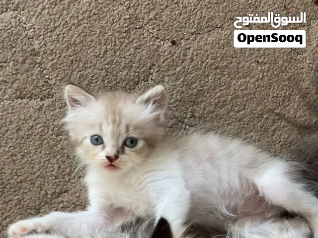 قط شيراز للبيع بي تراب متاعه ولتر بوكس  وطوق ولعبه وصفاي لتر بكس وصونيه