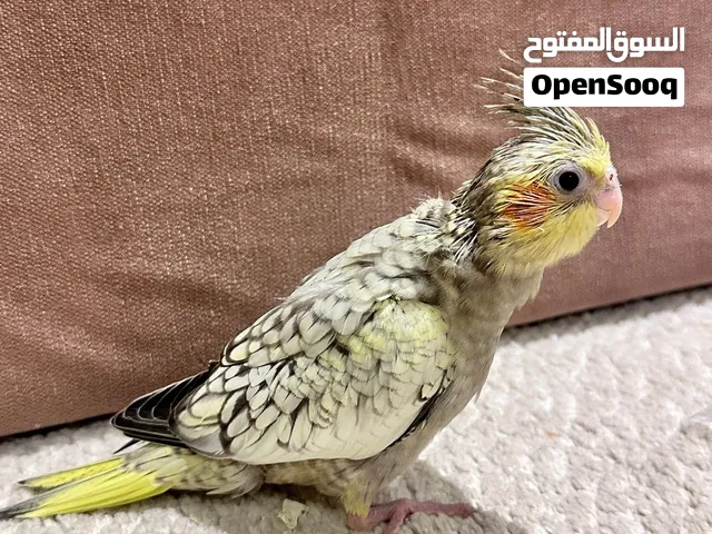 فرخ كروان مشروع هدد