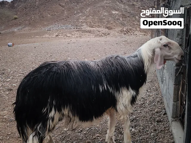كبش نجدي بيور فحل حجم وسمنة تبارك الرحمان