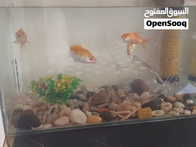 حوض سمك للبيع