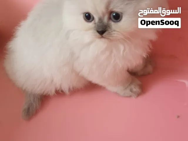 قطط شيرازي بيور