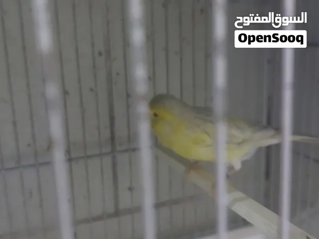كناري للبيع
