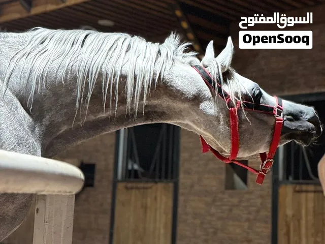 خيل عربي واهو ابن ابطال العمر 3 سنوات