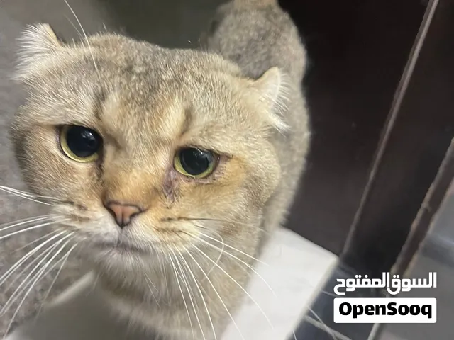 تبنى سريع رجاء