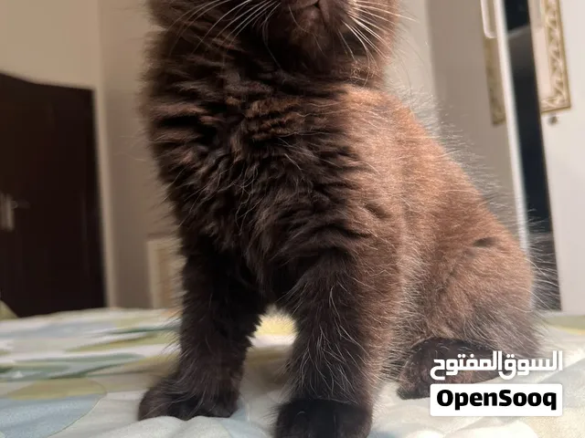 سكوتش بيور مستوى عالي بسعر مميز