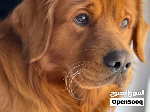 Male golden Retriever available for breeding